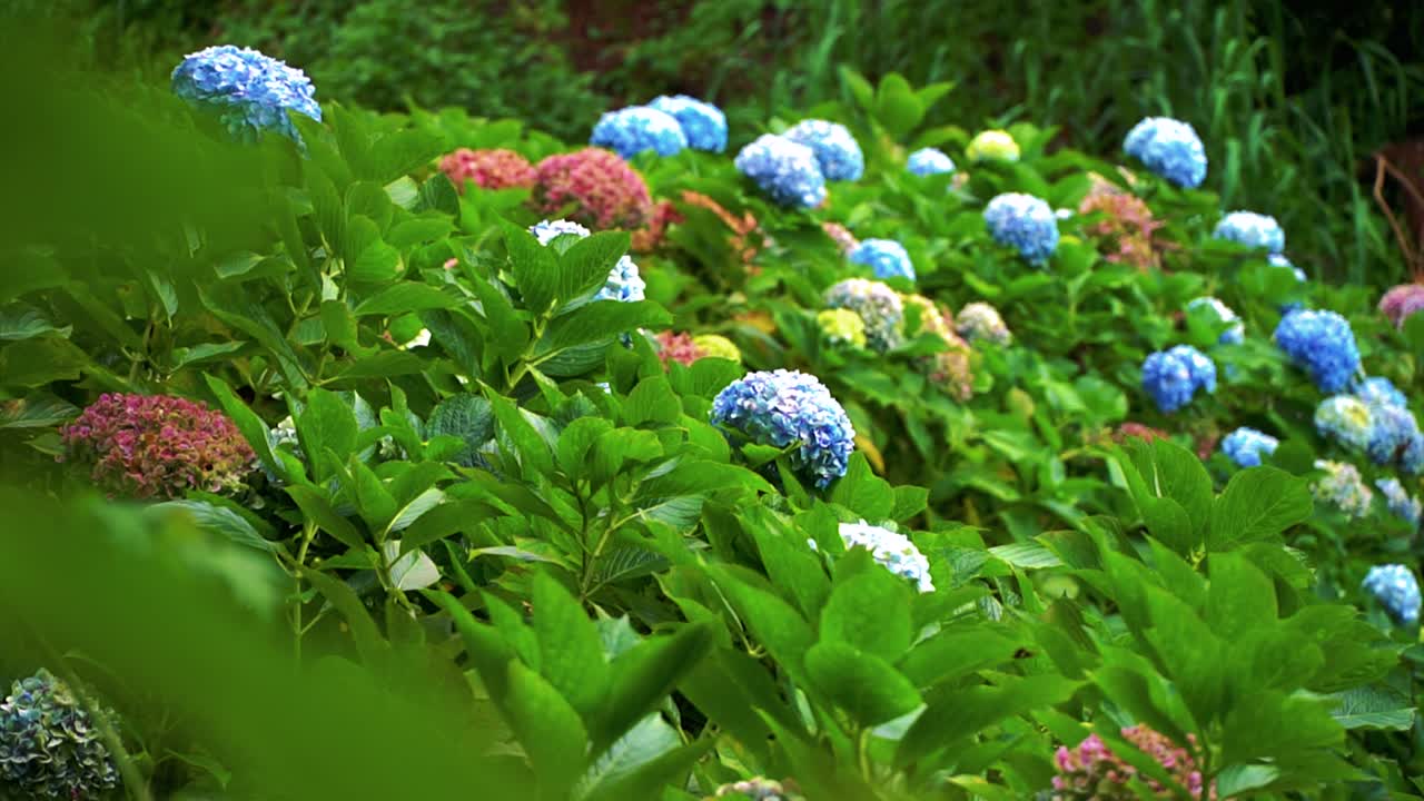 바람과 함께 움직이는 도로 근처의 꽃 클로즈업 영상