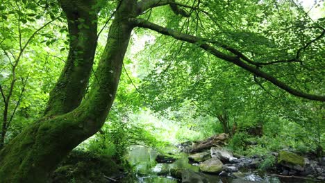 Looking-up-at-woodland-forest-tree-canopy-to-tilt-down-to-rocky-old-mill-stream-in-North-Wales-nature-trail