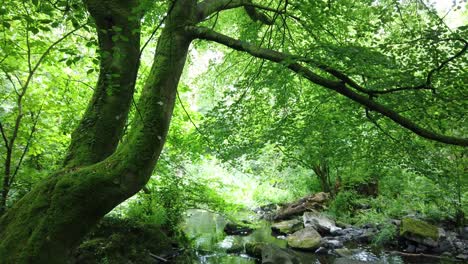 Blick-Nach-Oben-Auf-Die-Baumkronen-Des-Waldes,-Um-Sich-Zum-Felsigen-Alten-Mühlenbach-Im-Naturpfad-Nordwales-Zu-Neigen