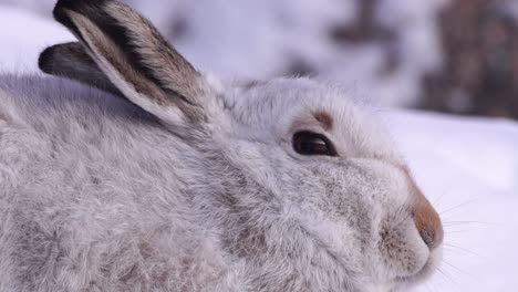 liebre de montaña en abrigo de invierno en montañas nevadas, cairngorms, escocia, primer plano