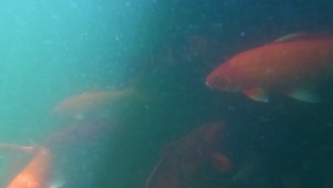 colorful koi fish swimming gracefully underwater