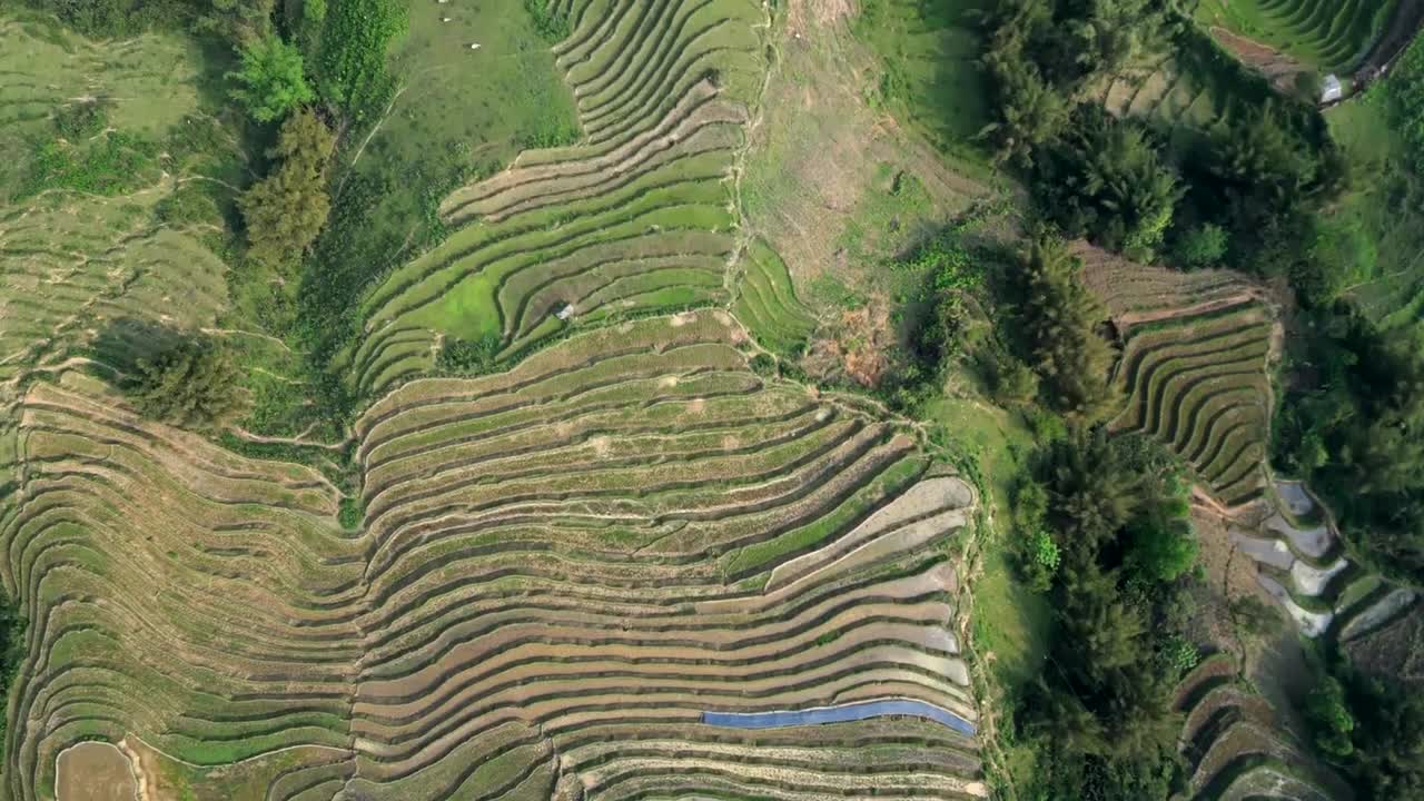 Drone view directly above agricultural contour fields, showing patterned rows of stepped land in various soil tones, surrounded by forest edge and subtle paths.