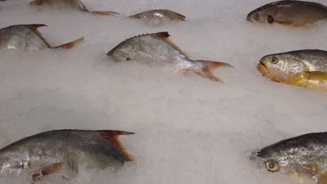 fresh seafood fish on crushed ice in cold display on the indoor fish market and supermarket