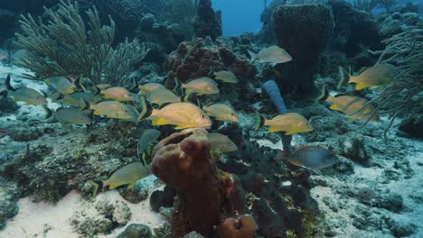 Mar-Caribe.-Arrecife-Y-Peces.-México.-Vídeo-Submarino