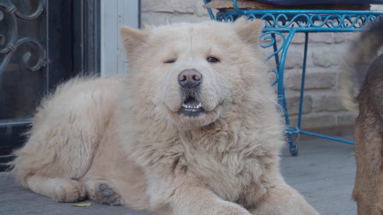 庭で休んでいる2匹の犬