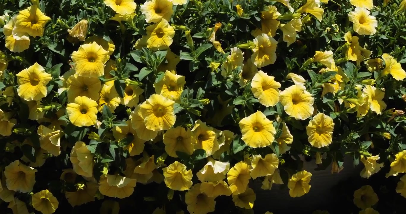 Petchoa Caliburst Yellow (Żółte petunie), Sydney, Nowa Południowa Walia, Australia.