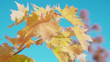 Tree-with-yellow-leaves-at-autumn,-orbit-left