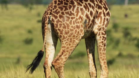 disparo en cámara lenta de detalle de cerca disparo de patrones de piel de jirafa caminando a través de la naturaleza africana en la reserva nacional de masai mara, kenia, áfrica animales de safari en la reserva de masai mara norte