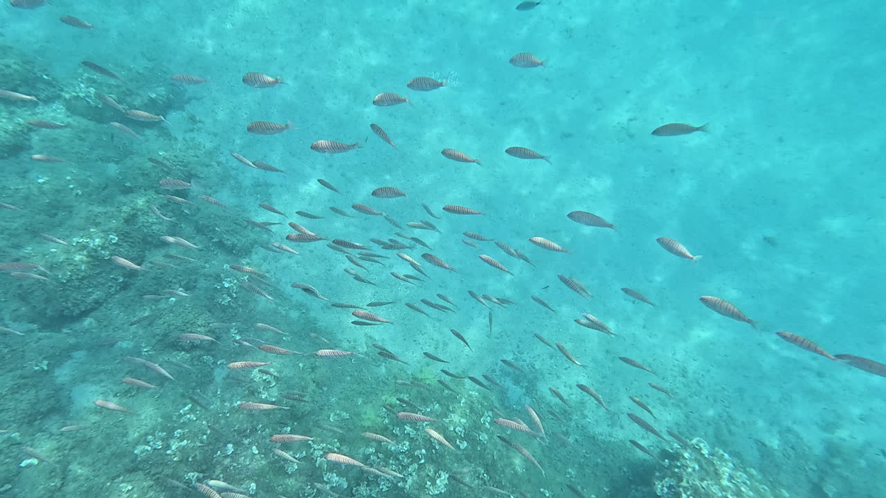 Large school of Striped Bream Fish swimming in clear turquoise water above a reef. Perfect for marine life, biodiversity, diving, snorkeling, tropical oceans, seascapes, and aquatic wildlife footage