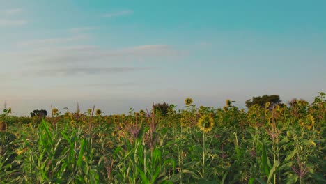 Sonnenblumenfarm-Bei-Sonnenuntergang-Mit-üppigen-Grünen-Blättern-Auf-Einem-Bauernhof-In-Afrika