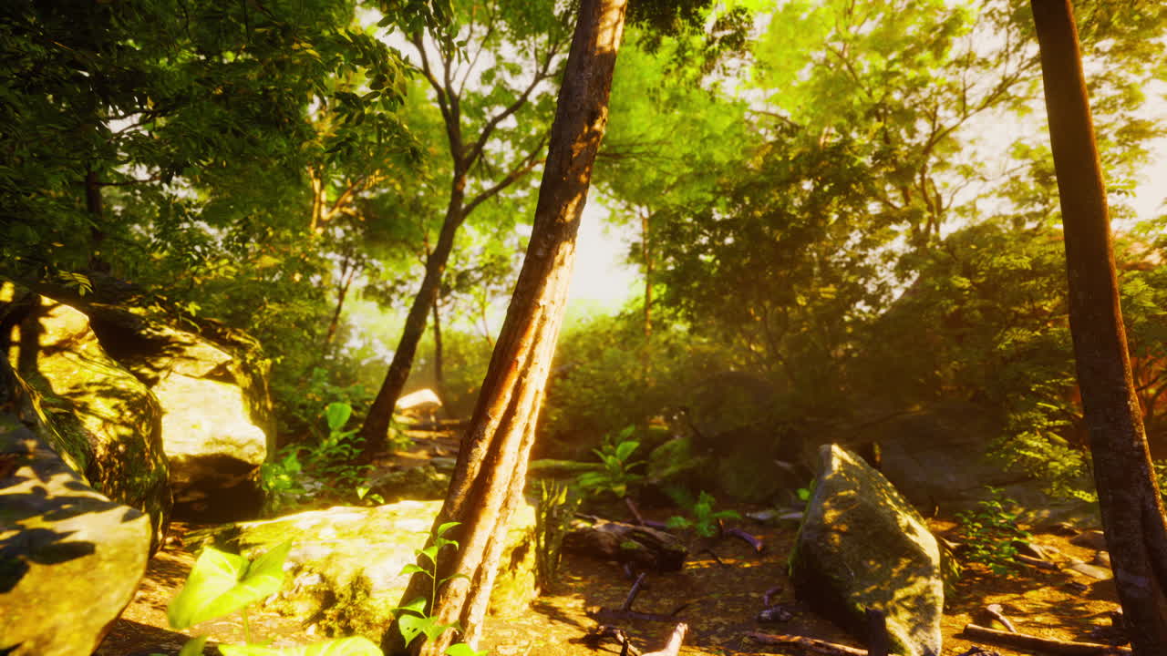 лучи света, проходящие через листья в тропических джунглях