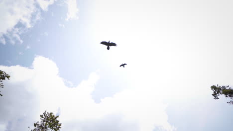 Hawks-flying-overhead-in-a-forest