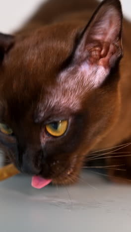 domestic pet with food. purebred burmese cat eats sweets against white background. pedigree brown kitten. close-up. vertical video