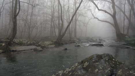 a wide view of a flowing river in the forest with trees overhanging the banks