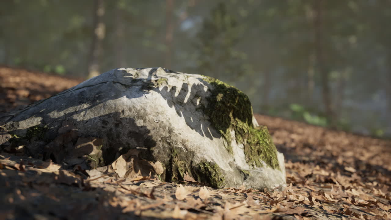 Moss covered rock amidst fallen leaves in a tranquil forest setting