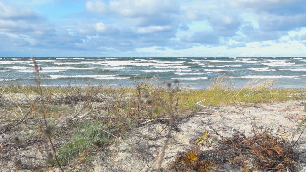 Short and tall brown, green beachgrass or Ammophelia plants moving in the wind at a beach in Vääna Jõesuu in slow motion while ocean sea water waves splash in the background with whitewater and foam.