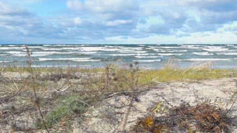short and tall brown, green beachgrass or ammophelia plants moving in the wind at a beach in vääna jõesuu in slow motion while ocean sea water waves splash in the background with whitewater and foam.