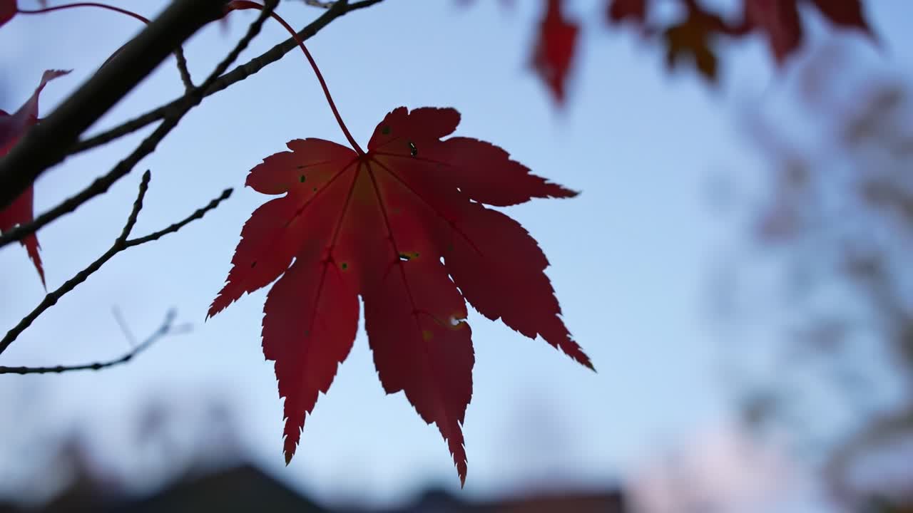 Stunning Close-Up of a Vibrant Red Maple Leaf Highlighted Against a Soft Blue Sky, Showcasing Nature's Autumnal Beauty and Intricate Details of Leaf Structure