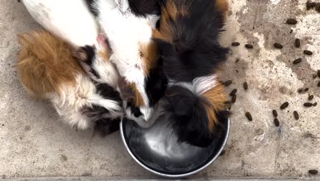 guinea pigs eating and drinking