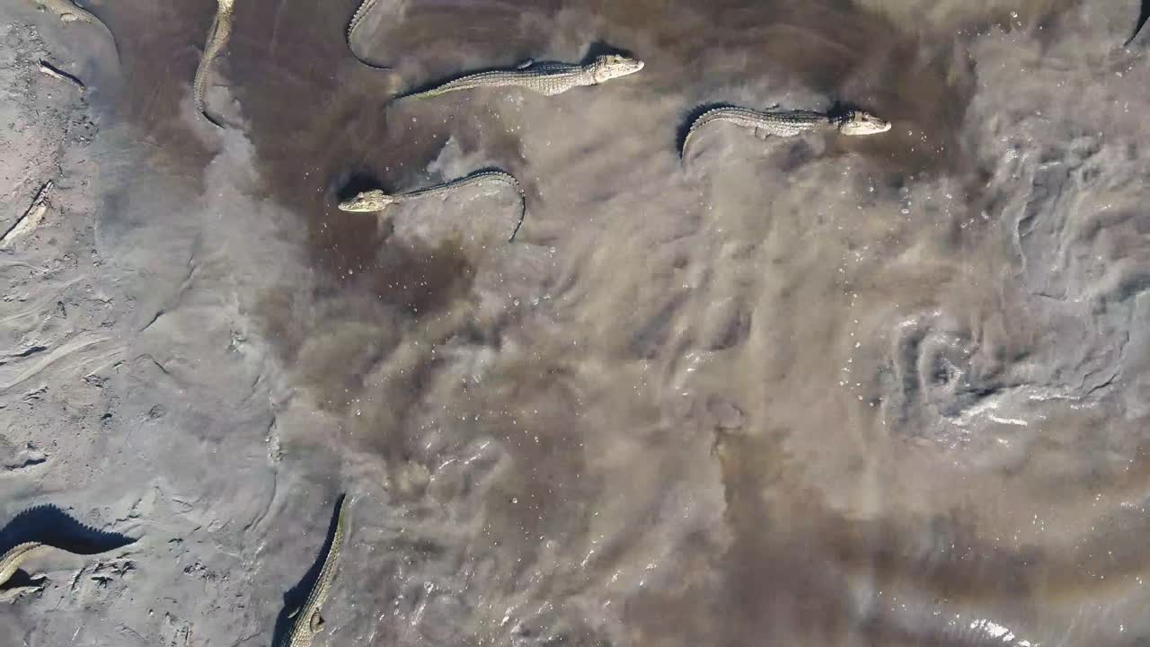 horda de caimanes enojada dentro de un río en la selva tropical