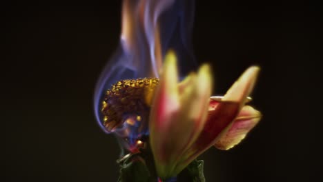 a burning yellow flower is rotating