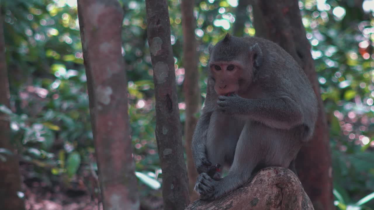 mono macaco comiendo en un tronco en la jungla
