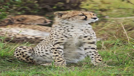 vertical africa animals cheetah portrait on african wildlife safari, vertical african animals cheetah video for social media instagram reels and tiktok of safari animals and wildlife in masai mara