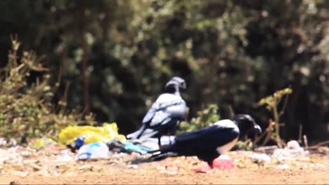 Pájaro-En-El-Basurero-Buscando-Algo-Para-Comer-En-Una-Mañana-En-Kenia