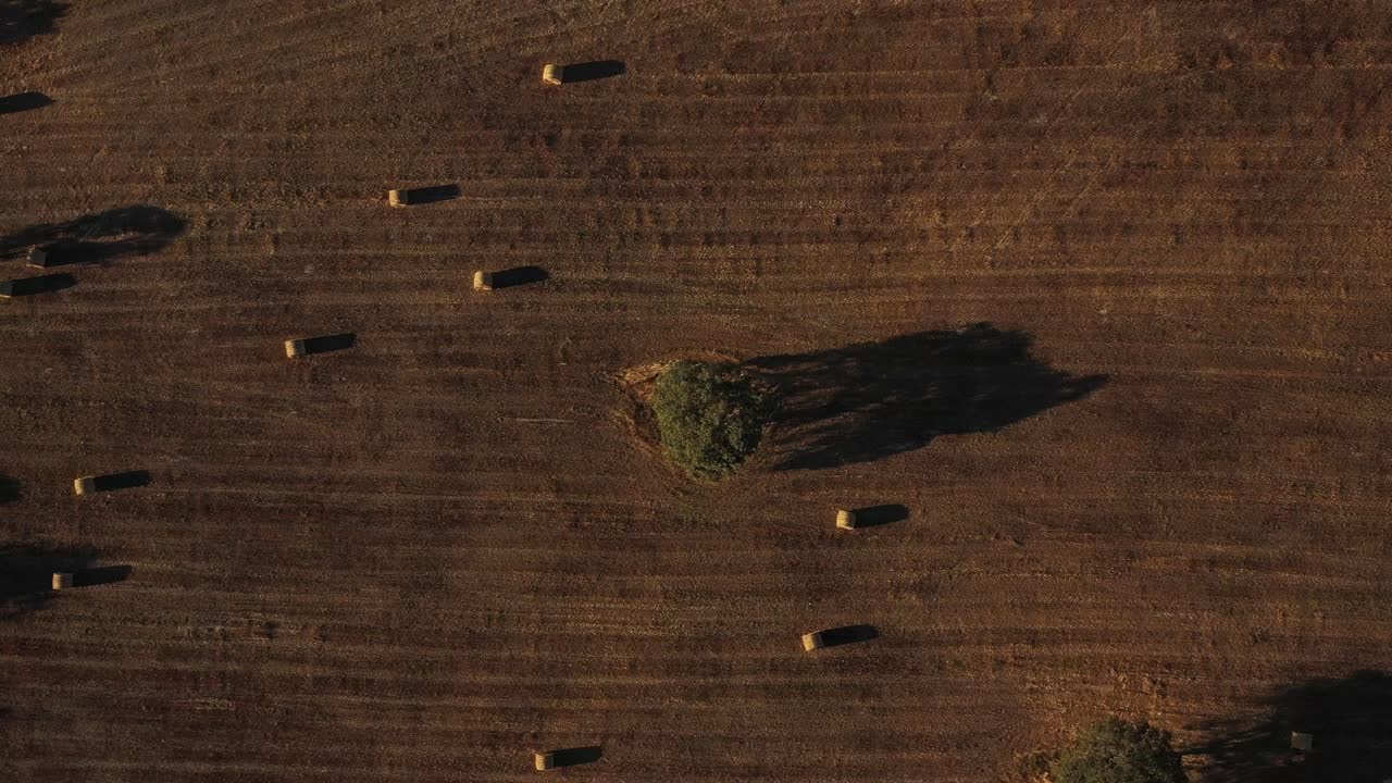 Beautiful footage of a majestic sobreiro (cork oak tree) set against the vast, rolling landscape of Alentejo, Portugal.