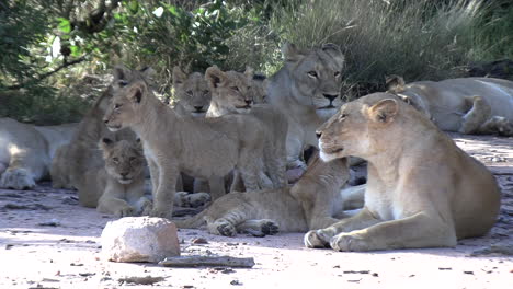 orgullo de leonas descansando con sus cachorros en la naturaleza africana