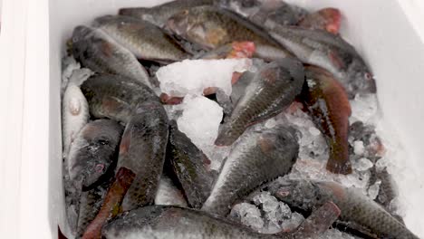 explore the lively atmosphere of a coastal town as vendors display a dazzling array of freshly caught fish, resting on ice, ready to be selected for culinary creations