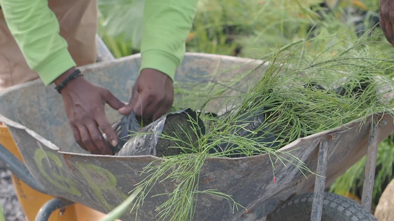 Plants being moved in wheelbarrow