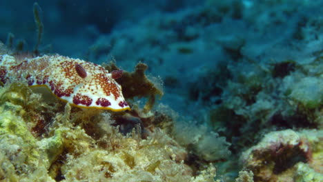 Mesmerizing-Goniobranchus-sp-nudibranch-with-white-and-pink-mantle-and-pink-rhinophores-making-its-way-on-the-ledge-of-a-hard-coral-on-the-ocean-floor