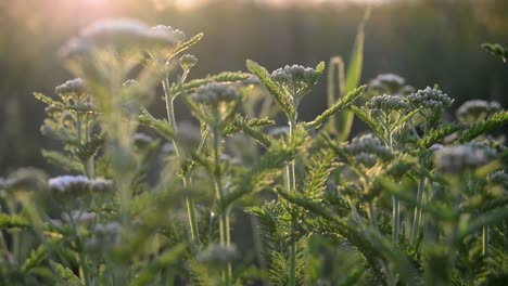 Nahaufnahme-Grüner-Pflanzen-Mit-Einem-Schönen-Filmischen-Bokeh-Und-Einigen-Sonneneruptionen