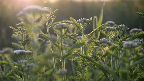 close up shot of green plants with a nice cinematic bokeh with some solar flares