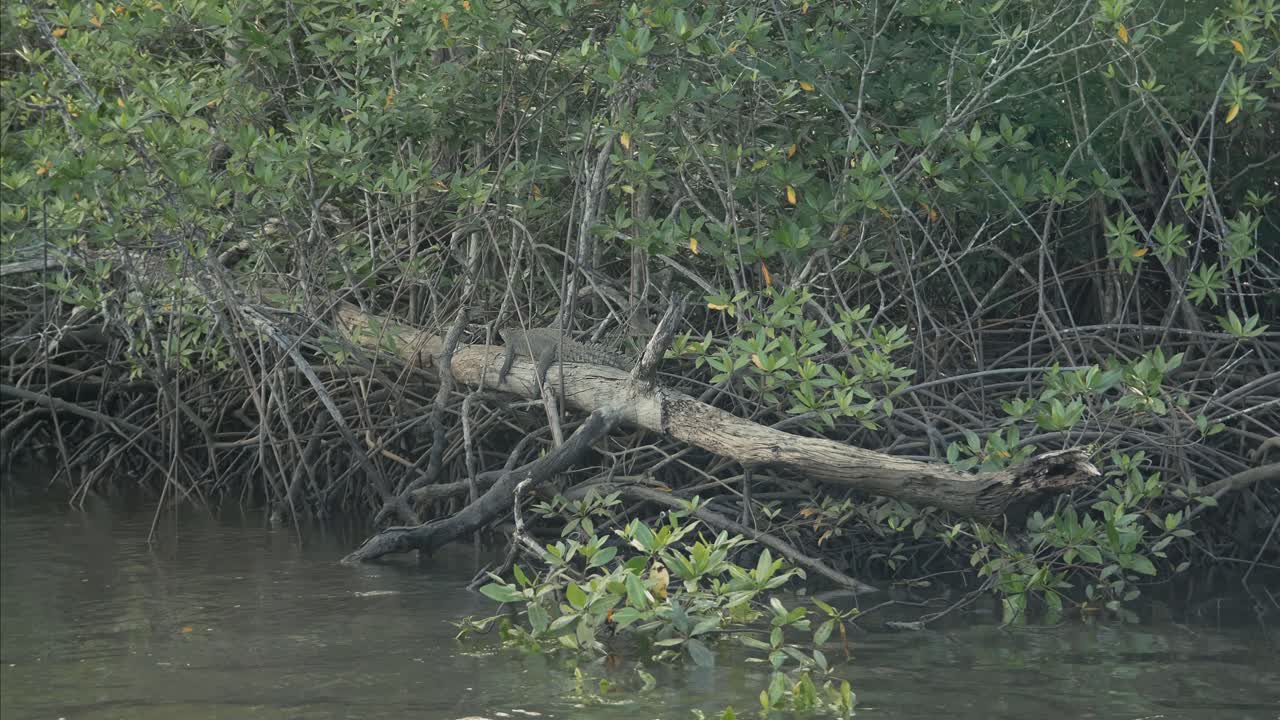 Zoom in on a crocodile resting on a tree trunk among dense mangrove roots in Costa Rica