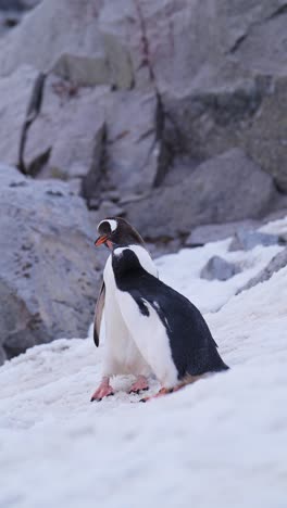 niños pingüinos en la antártida, madre alimentando al bebé, pingüinos gentoo y antártida vida silvestre y animales en la península antártica, video vertical para redes sociales, instagram reels y tiktok