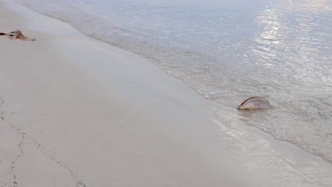 Aterrizaje-Parcial-De-Conchas-De-Durián-En-La-Playa-Cerca-De-Georgetown,-En-La-Isla-De-Penang,-Malasia