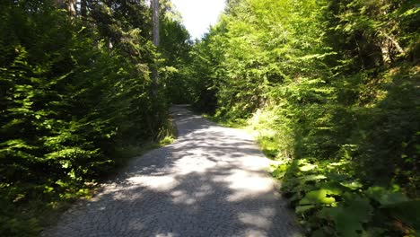 Traveling-Forest-Road-Aerial-View-4