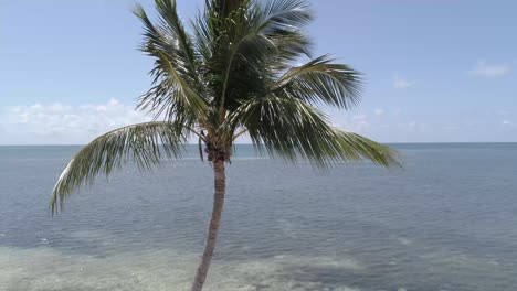 nada como una tranquila brisa del mar y una hermosa palmera en un día claro y soleado
