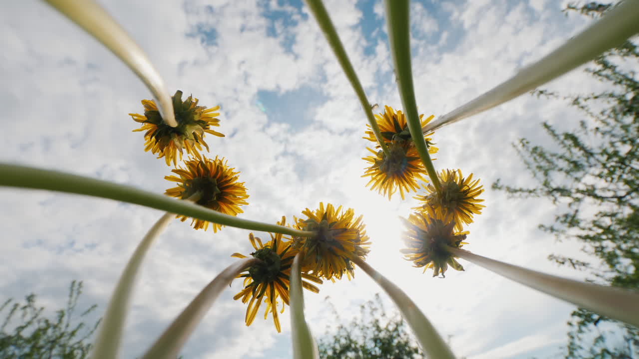 un ramo de sopladores gira contra el cielo y el sol