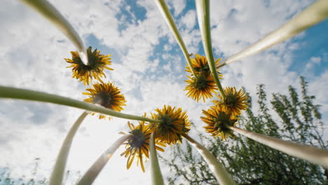 a bouquet of blowers rotates against the sky and the sun