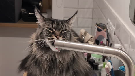 huge maine coon cat at home drinking from the kitchen sink faucet