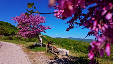 Young-woman-sitting-on-a-bench-between-two-flowering-pink-judas-trees-looking-at-the-landscape,-dolly-out