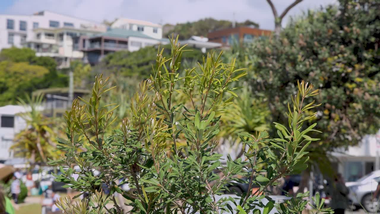 바가와 건물의 배경과 함께 병 질 식물