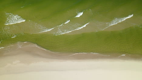 aerial view of green baltic seawater tides reaching the shore in osetnik, poland, early autumn 2020, drone take off, flying up