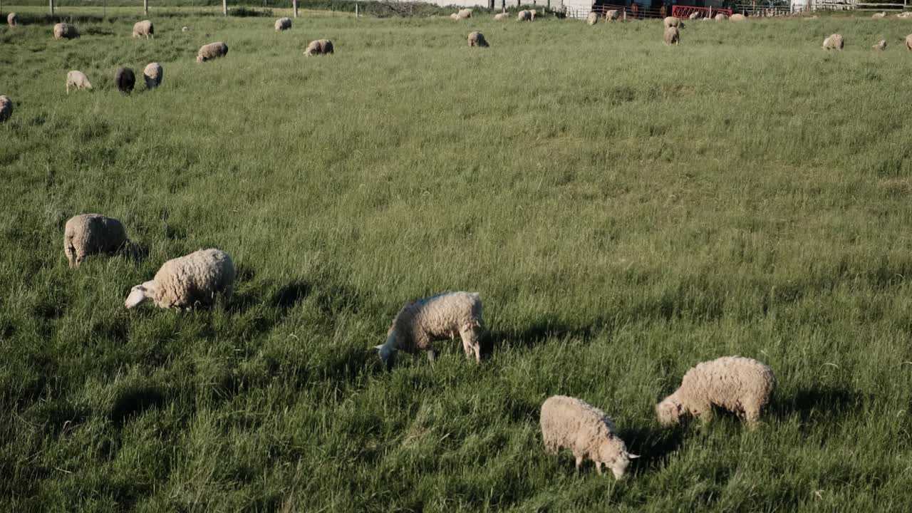 ovejas en un pasto junto a una granja