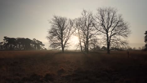 sunrise/sunset over a field with trees