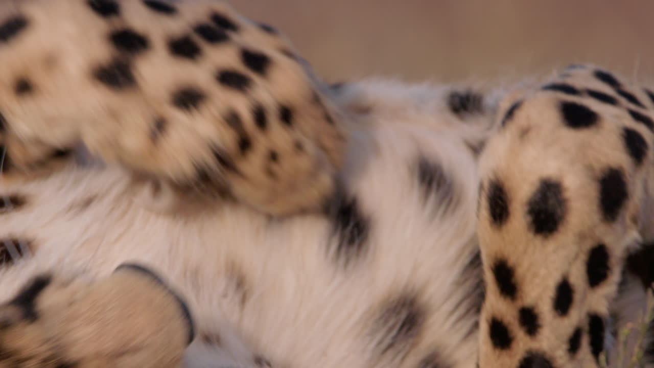 Close up shot of a cheetah's body rolling paws up