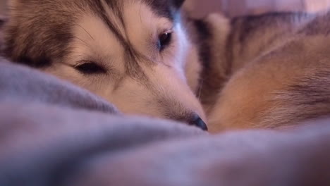 Cuddly-Husky-dog-relaxes-on-soft-blankets-indoors,-sleepy-pet-close-up